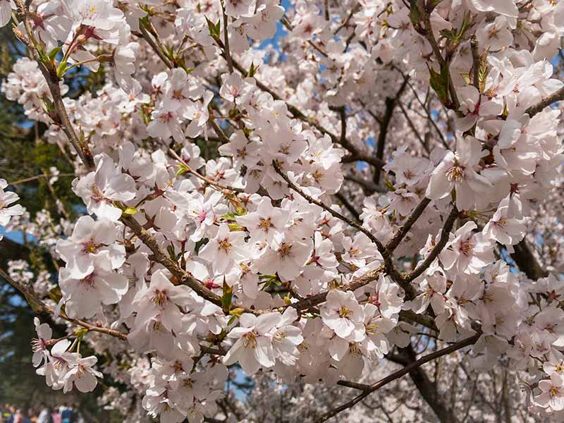 桜の写真