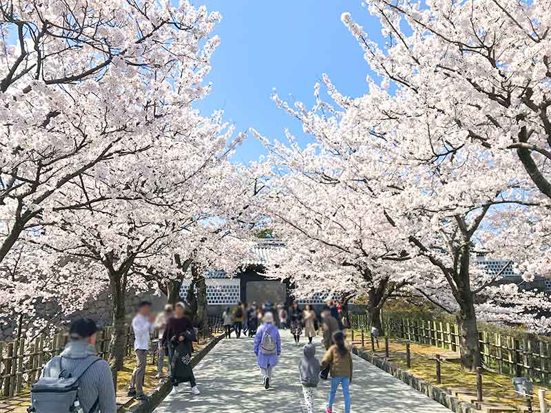 桜と石川門と兼六園